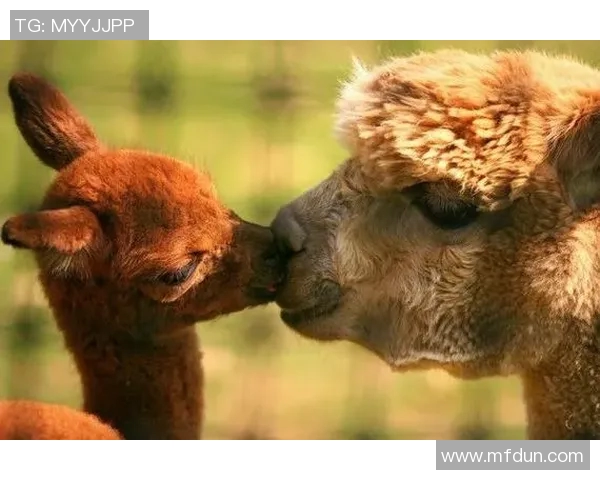 足球明星与小球童的搞笑互动瞬间引发全场欢笑与温馨时刻