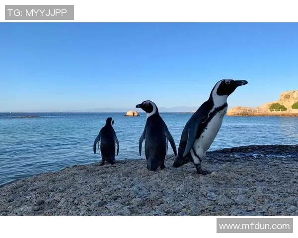 企鹅足球明星赛门票热销中快来抢购与明星同场竞技的机会